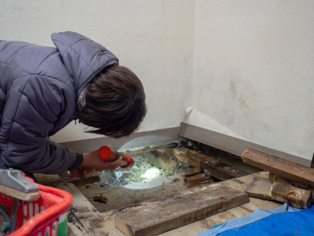 Best Mold Remediation for Rental Properties  in Sauk Rapids, MN